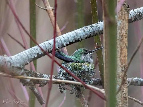 Anna's Hummingbird nest