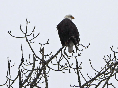 Adult Bald Eagle BAEA