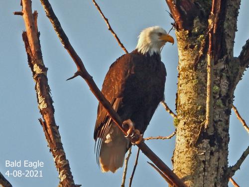 Bald Eagle