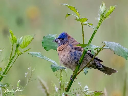 Blue Grosbeak