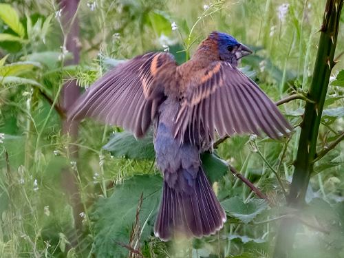 Blue Grosbeak