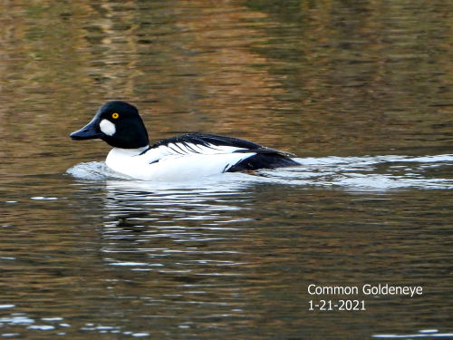 Male Common Goldeneye