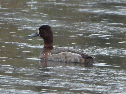 Greater Scaup (?) GRSC?