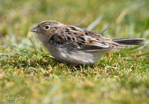 Grasshopper Sparrow