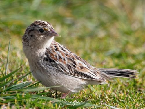 Grasshopper Sparrow