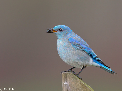Mountain Bluebird MOBL