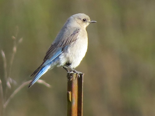 Mountain Bluebird female
