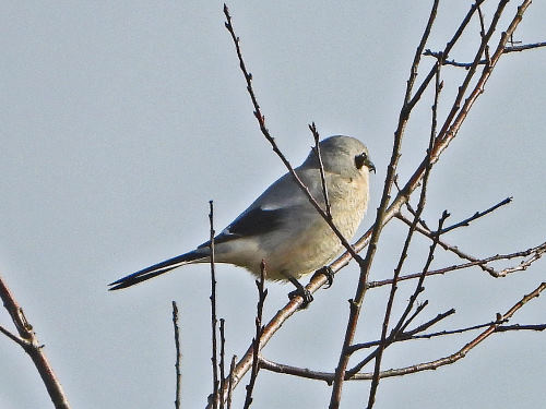 Northern Shrike
