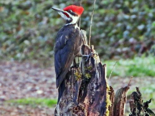 Pileated Woodpecker
