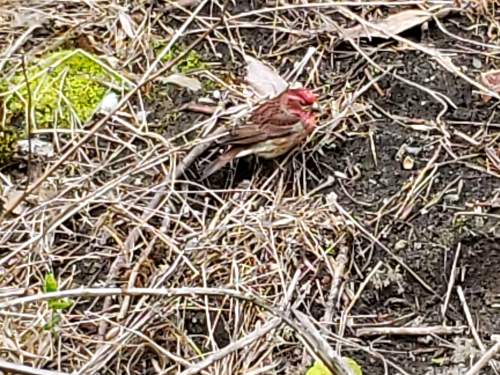Purple Finch