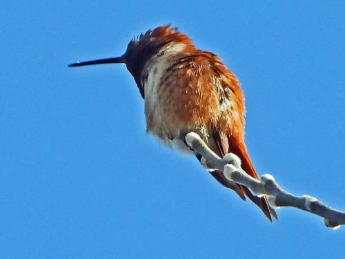 Rufous Hummingbird