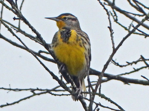 Western Meadowlark