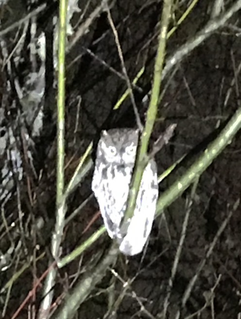 Western Screech-Owl