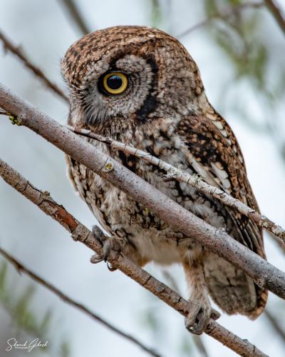 Western Screech-Owl