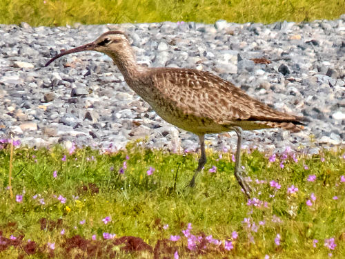 Whimbrel