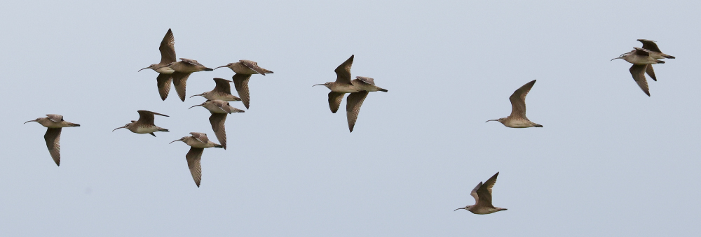 Fourteen Whimbrel