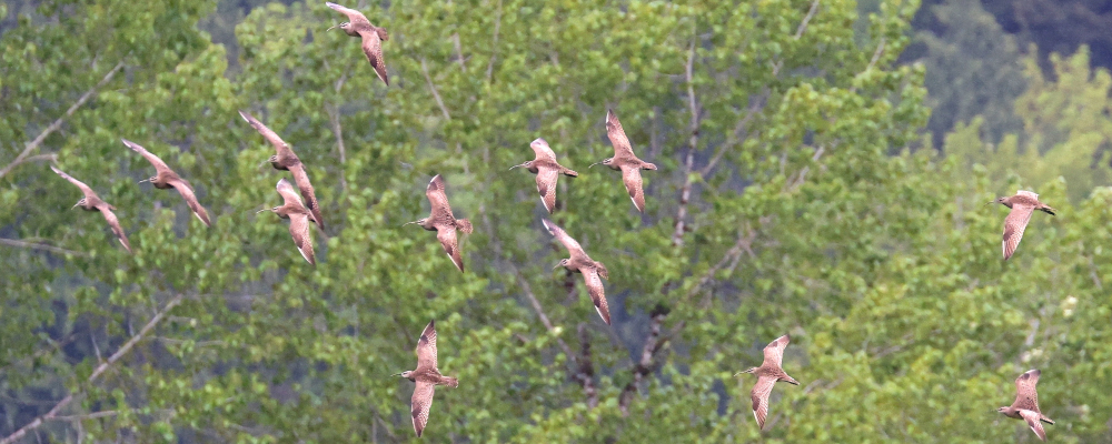 Flock of Whimbrel